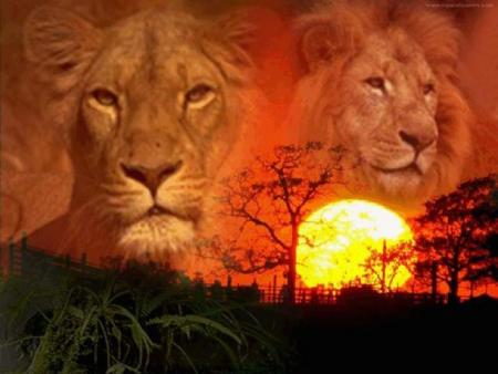 lion